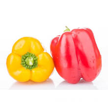 high quality yellow bell pepper colorful pepper on sale red bell pepper